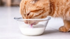 De ce pisicile nu pot laptele?